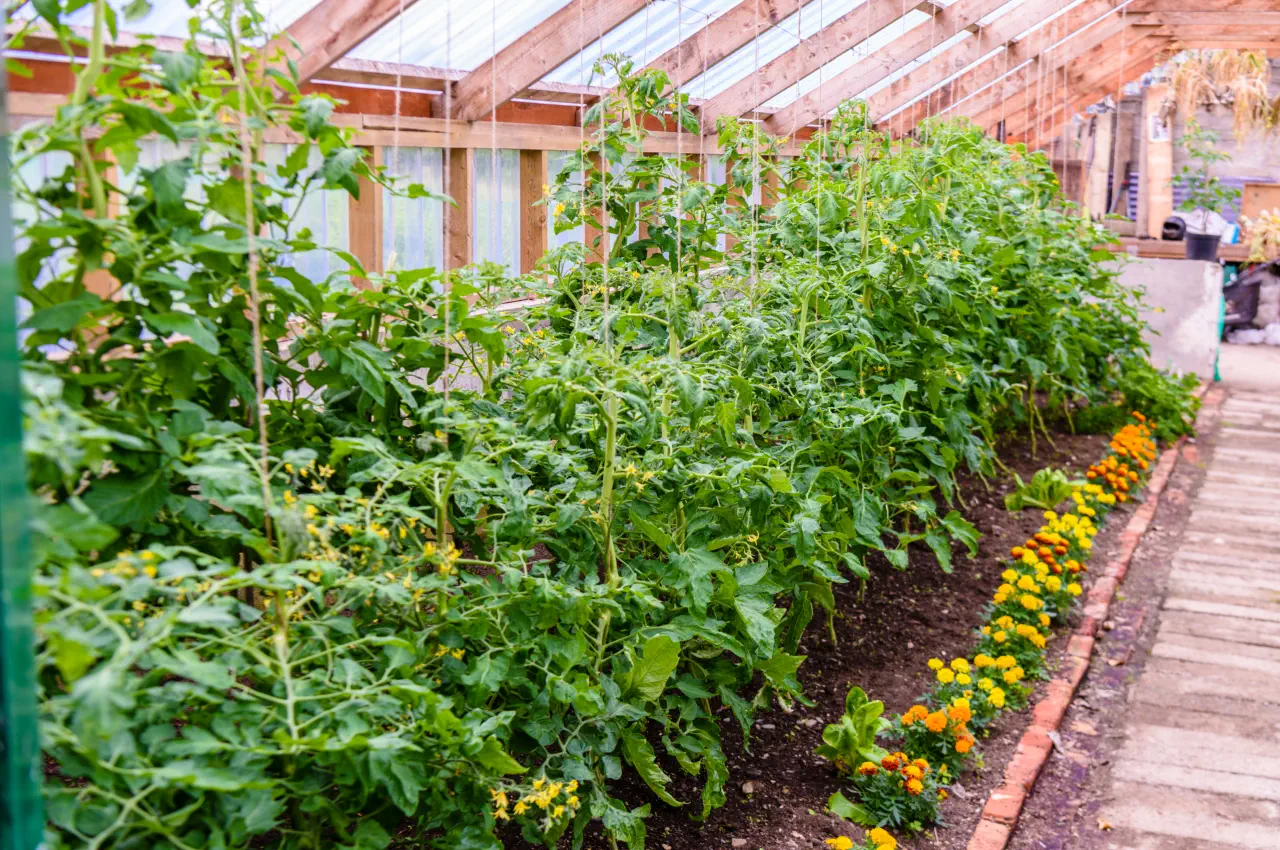 Why Grow Marigolds With Tomatoes?